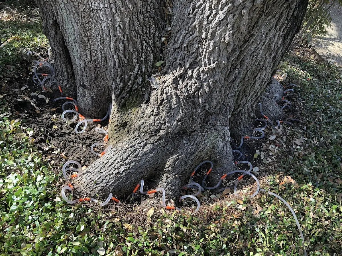 Detailed Tree Cabling and Bracing job site in Colorado Springs