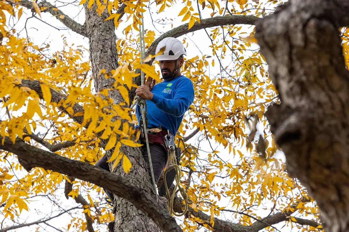 Skilled Tree Pruning crew working in Colorado Springs