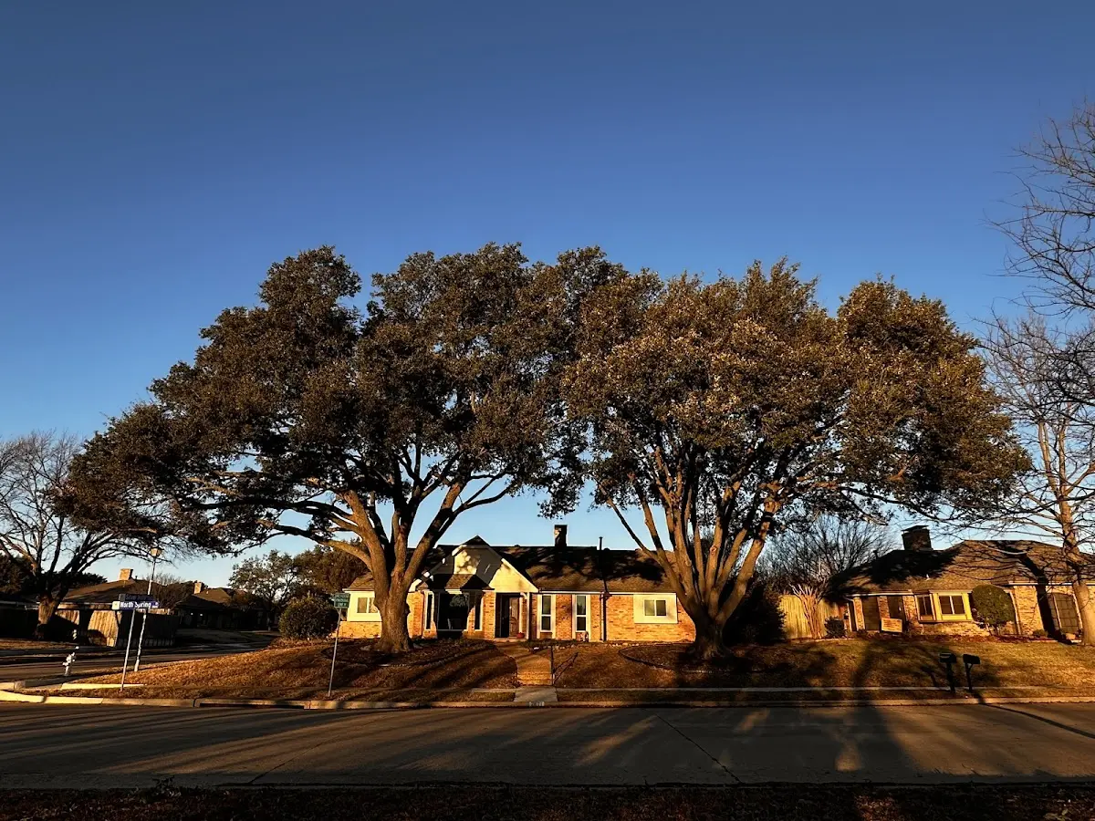 Established residential canopy tree shading a home in Colorado Springs